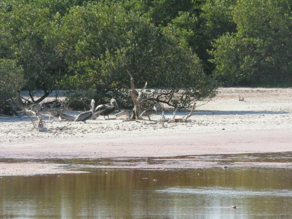 92- Pelicans dans la lagune 